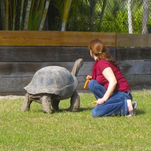 ALDABRA BREEDER