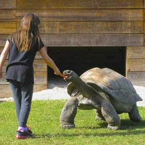 ALDABRA BREEDER
