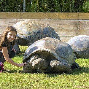 ALDABRA BREEDER