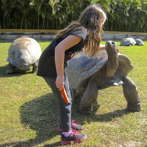 ALDABRA BREEDER