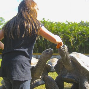 ALDABRA BREEDER