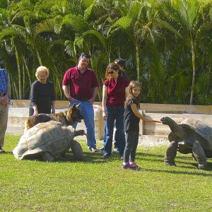 ALDABRA BREEDER