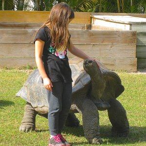 ALDABRA BREEDER