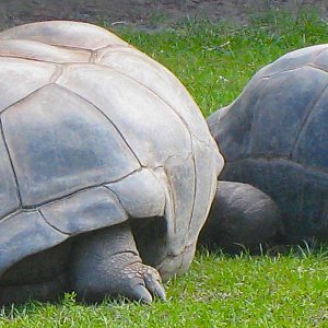 ALDABRA BREEDER