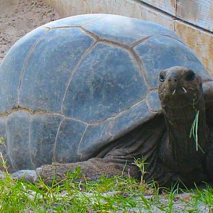 ALDABRA BREEDER