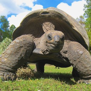 ALDABRA BREEDER