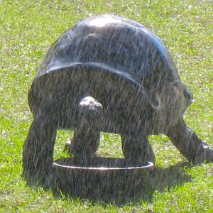 ALDABRA BREEDER