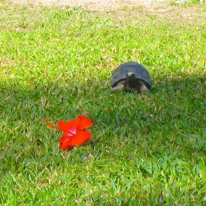 ALDABRA BREEDER