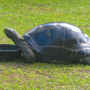 ALDABRA BREEDER
