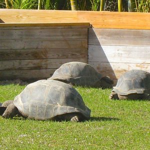 ALDABRA BREEDER