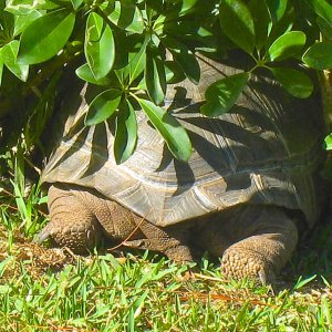 ALDABRA BREEDER