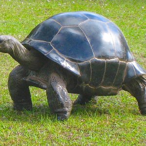 ALDABRA BREEDER