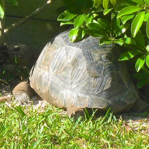 ALDABRA BREEDER