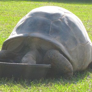 ALDABRA BREEDER
