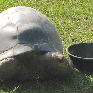 ALDABRA BREEDER