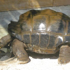 ALDABRA BREEDER