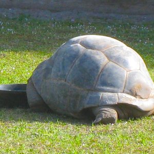 ALDABRA BREEDER