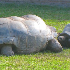 ALDABRA BREEDER