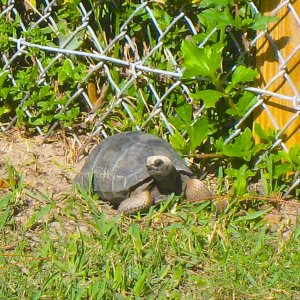 ALDABRA BREEDER