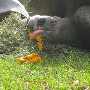 ALDABRA BREEDER