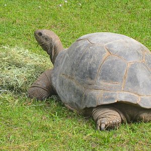 ALDABRA BREEDER