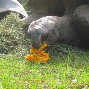 ALDABRA BREEDER