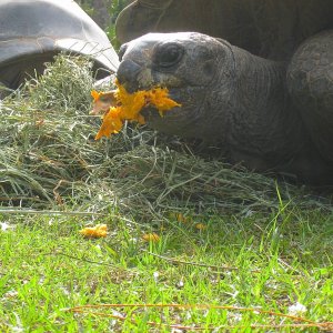 ALDABRA BREEDER