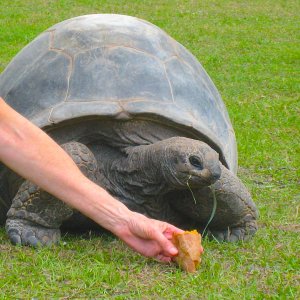 ALDABRA BREEDER