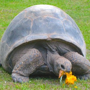 ALDABRA BREEDER
