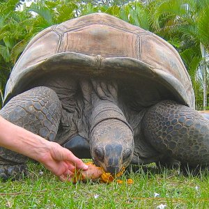 ALDABRA BREEDER