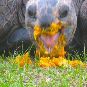 ALDABRA BREEDER