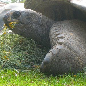 ALDABRA BREEDER