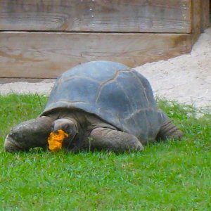ALDABRA BREEDER