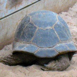 ALDABRA BREEDER