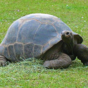 ALDABRA BREEDER