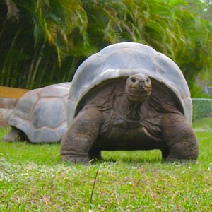 ALDABRA BREEDER