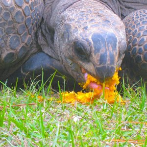 ALDABRA BREEDER