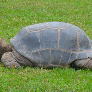 ALDABRA BREEDER