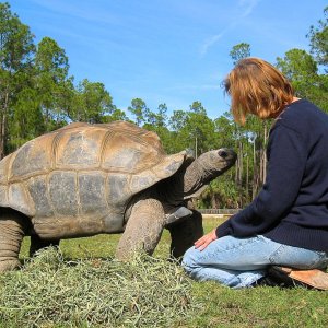 ALDABRA BREEDER
