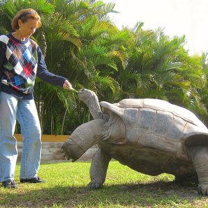 ALDABRA BREEDER