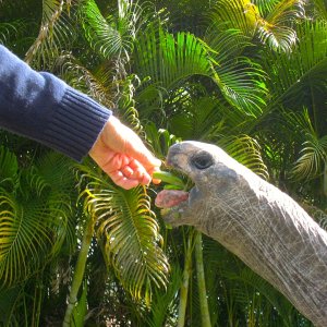 ALDABRA BREEDER