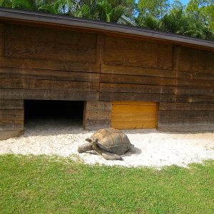 ALDABRA BREEDER