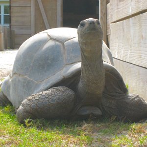 ALDABRA BREEDER