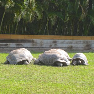 ALDABRA BREEDER