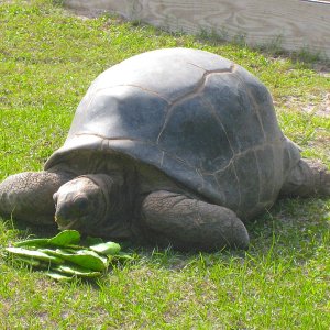 ALDABRA BREEDER