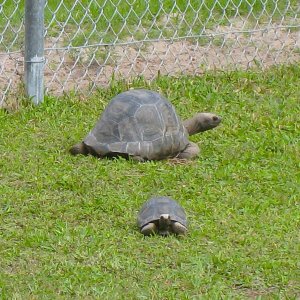 ALDABRA BREEDER