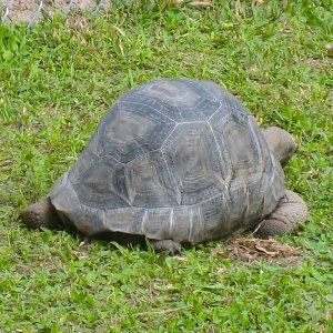 ALDABRA BREEDER