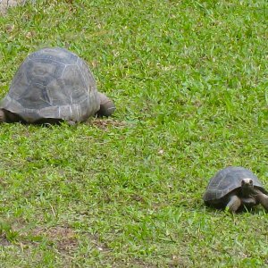 ALDABRA BREEDER