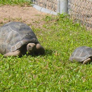 ALDABRA BREEDER