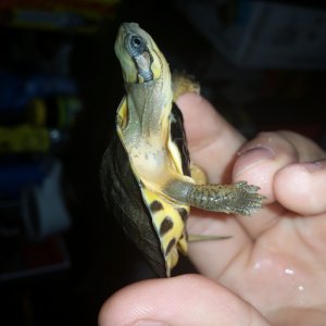 golden coin hatchling